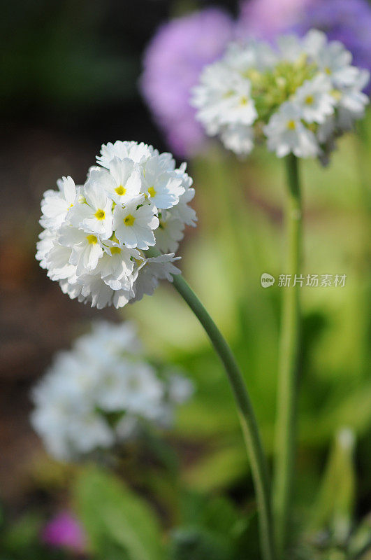 报春花(温带花)