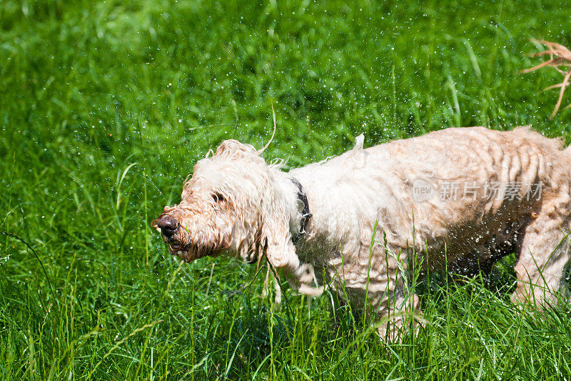 Labradoodle抖干