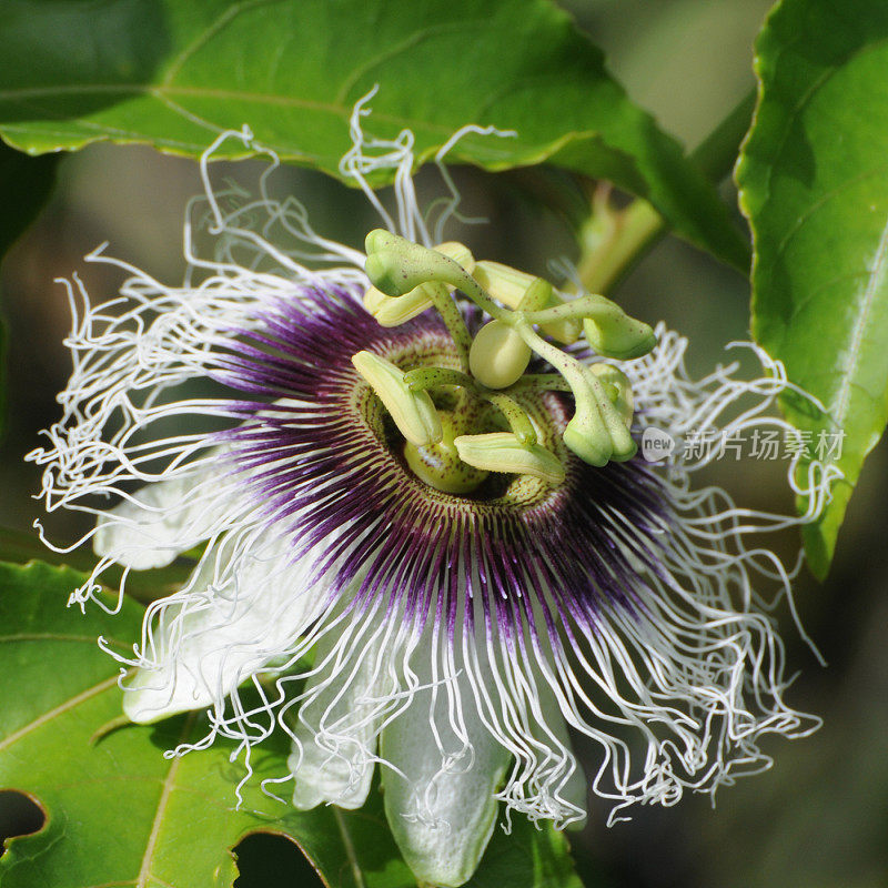 西番莲,西番莲incarnata