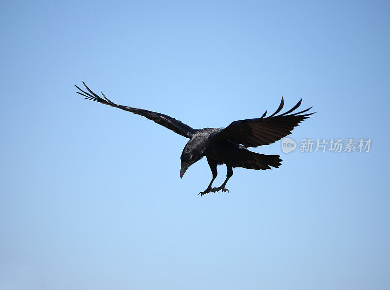 一只黑色的乌鸦飞过晴朗的天空