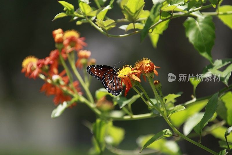 黑脉金斑蝶正坐在一株拟雌蝶上。
