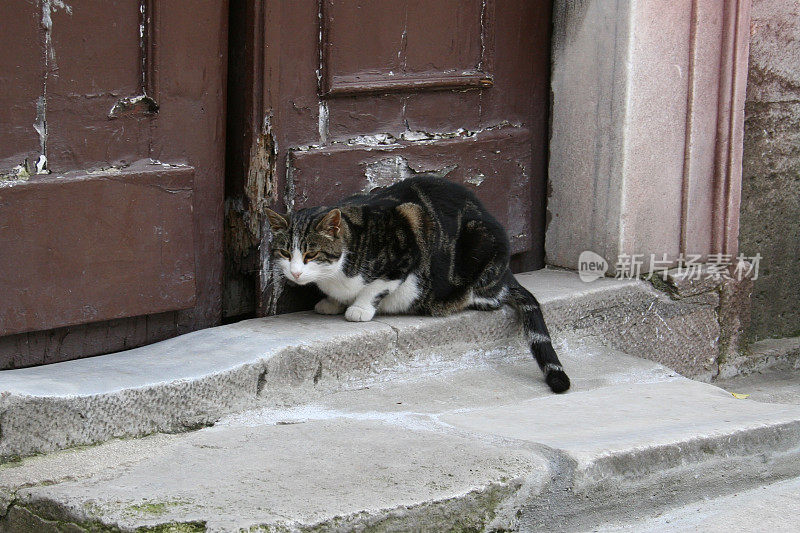 流浪猫