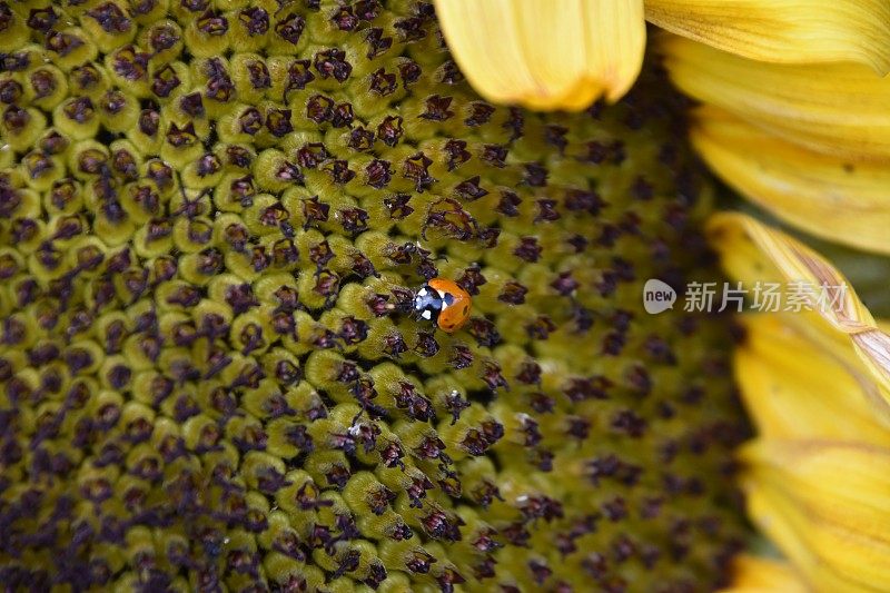 瓢虫在向日葵上面