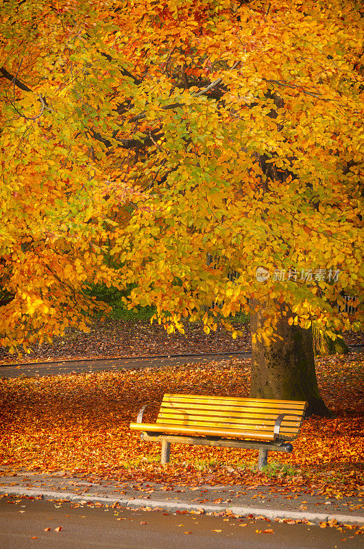 公园的长椅下有一棵秋天的大树