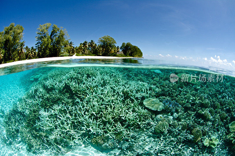 珊瑚礁下一个热带岛屿