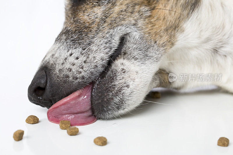 狗舔食