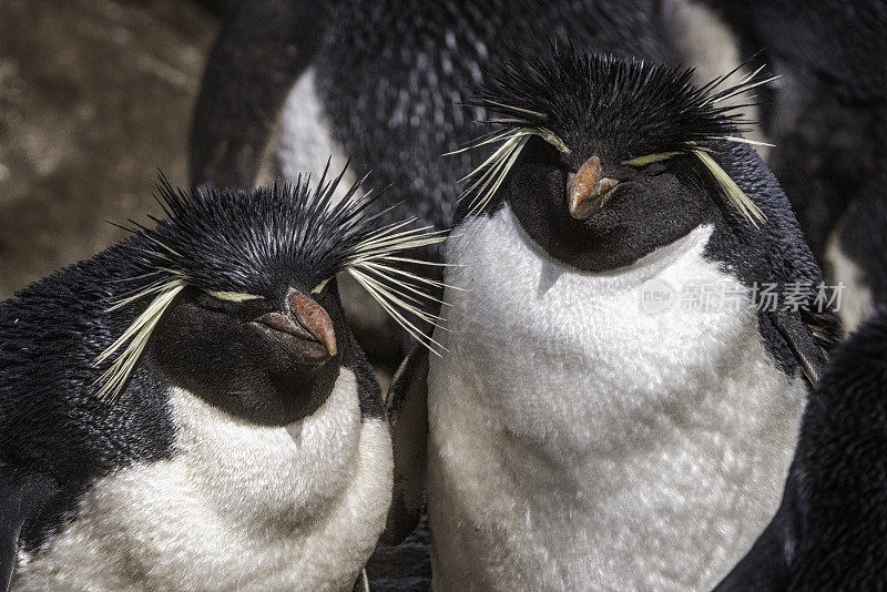 福克兰群岛的两只跳岩企鹅