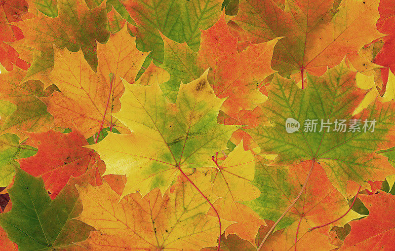 秋天树叶拼贴画