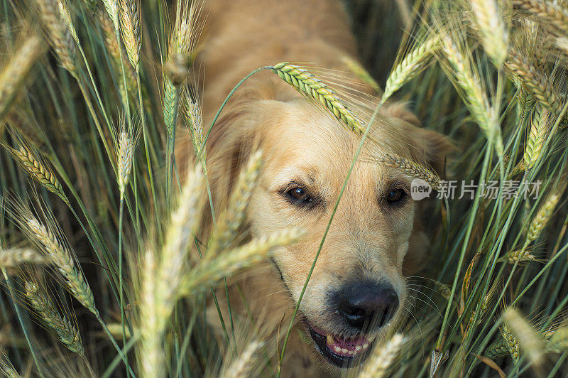 金毛猎犬在田野里行走