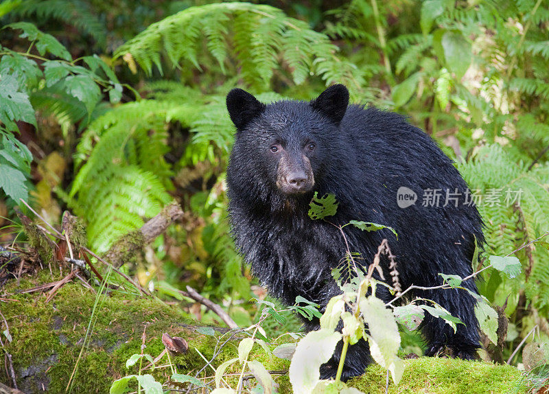 雨林中的湿黑熊幼崽