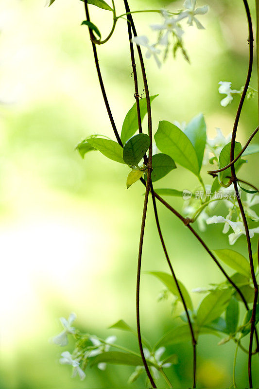 茉莉花藤