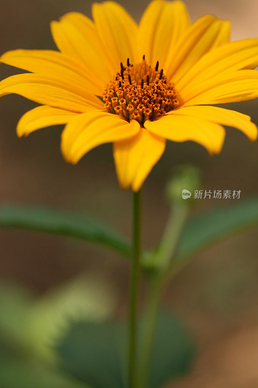 阳光照射的黄色的花