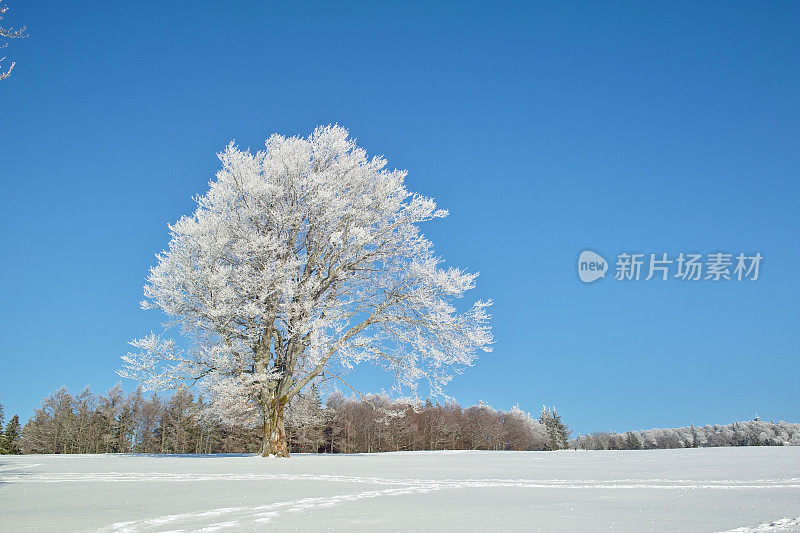 黑森林冬天的雪景