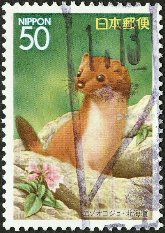 邮票上的黄鼠狼