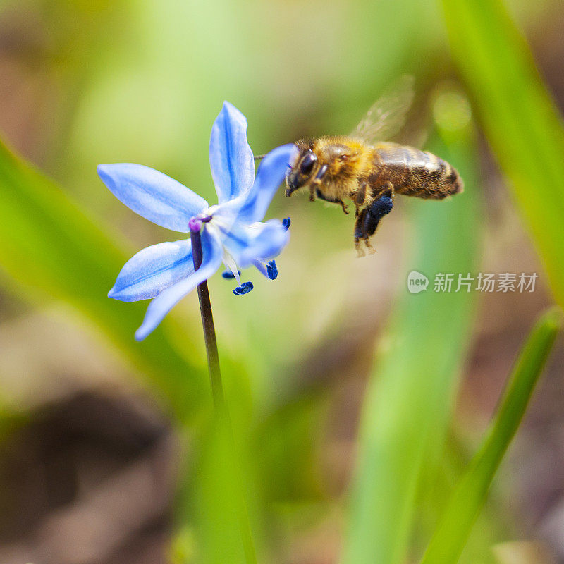 蜜蜂飞向锡拉