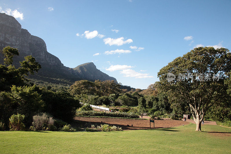 开普敦的Kirstenbosch植物园