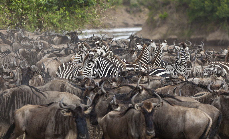 角马和斑马等着穿过肯尼亚的马拉河