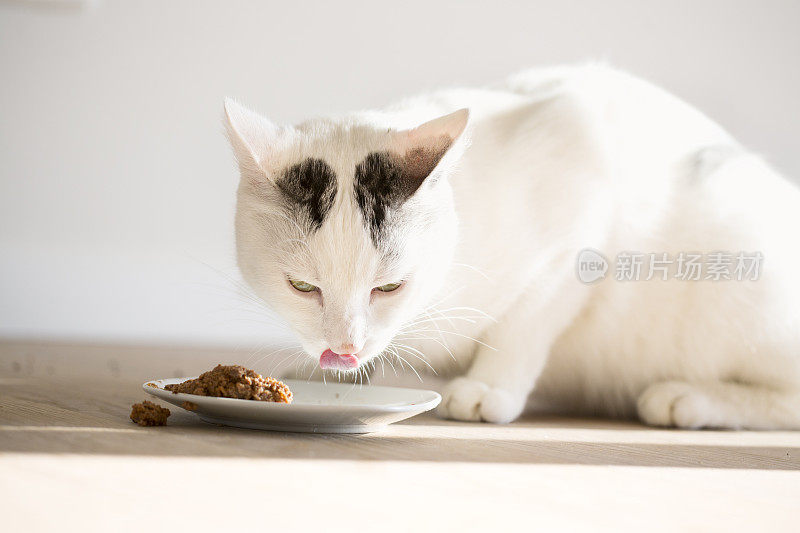 白猫吃东西