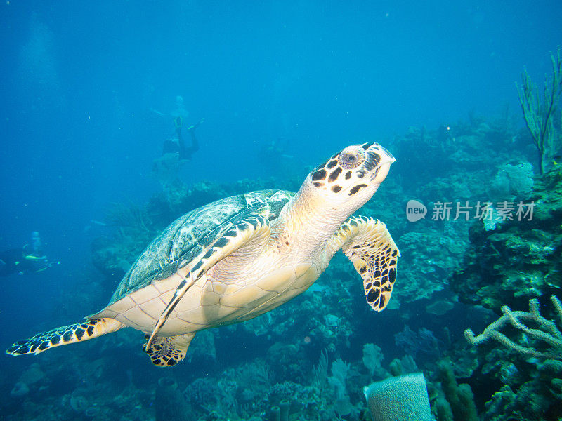 水下海龟