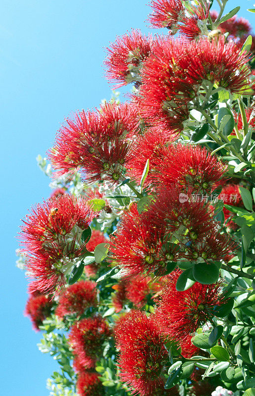 新西兰Pohutukawa