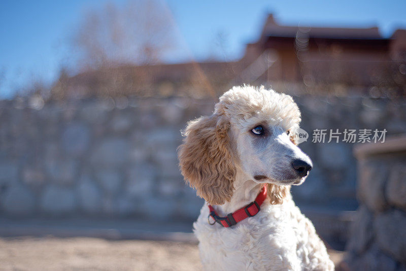 标准贵宾犬小狗