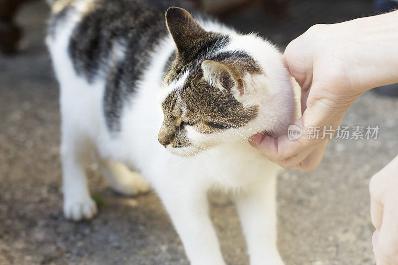 玩猫的女人