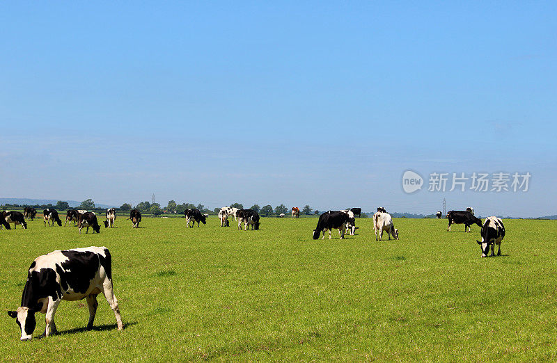 黑色和白色的荷斯坦弗里西亚奶牛在农场，绿色的田野