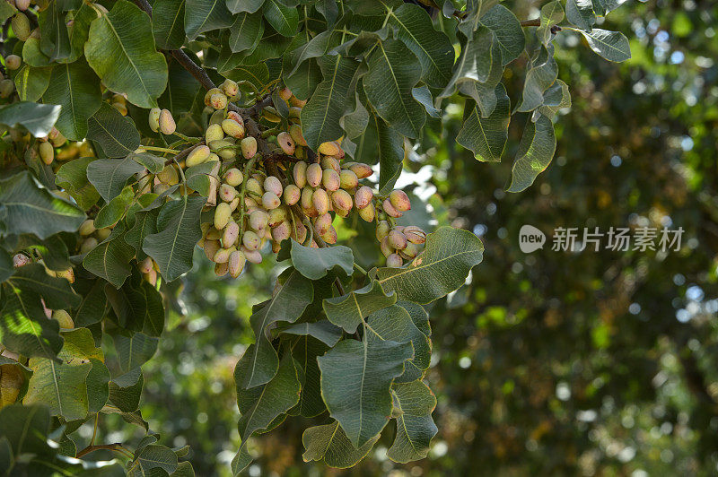 树上成熟的开心果特写