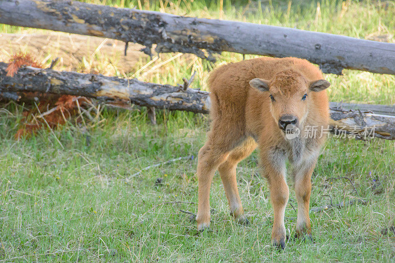 黄石野牛幼崽近距离在野外正面视图