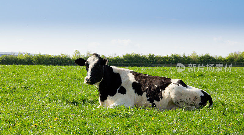 孤独的黑白奶牛躺在田野里。