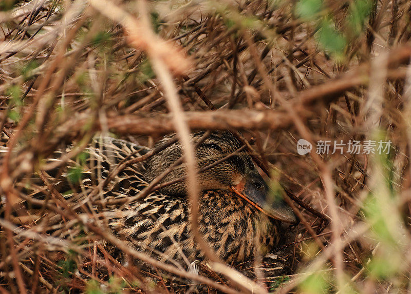 嵌套野鸭