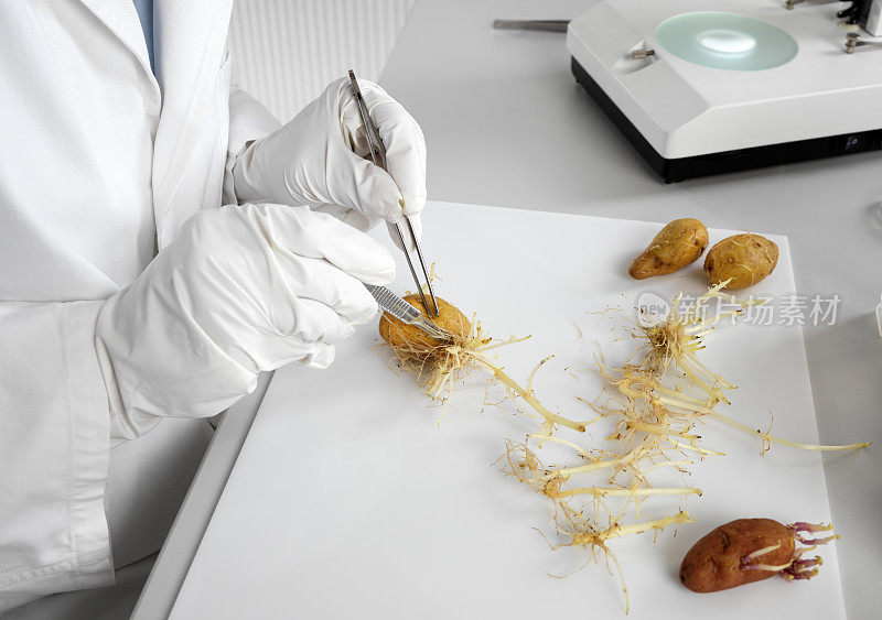 科学家准备发芽的土豆