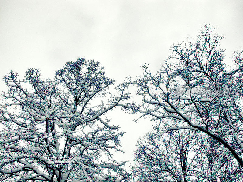 雪在树上