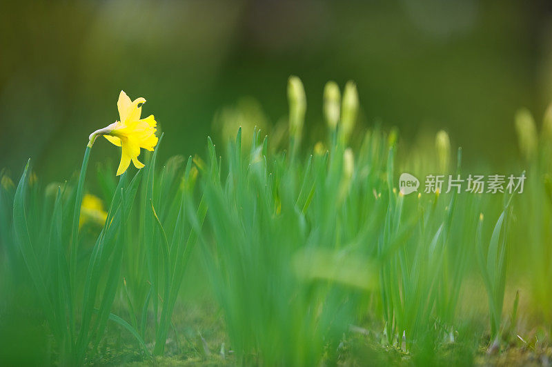 黄色的水仙花