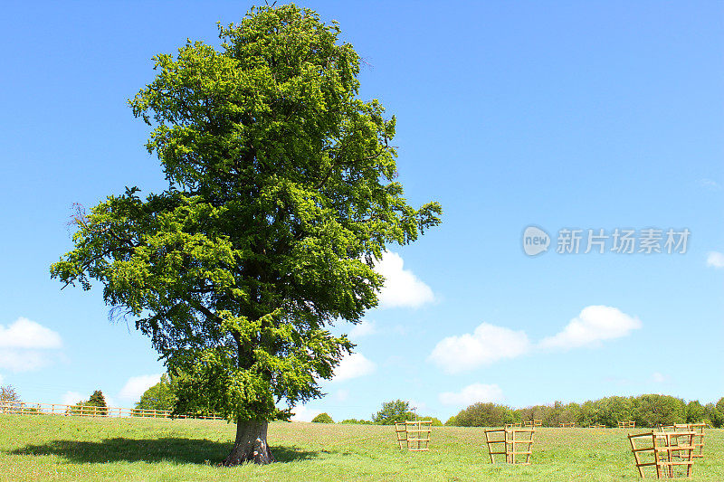 欧洲常见的山毛榉(山毛榉山毛榉属)，生长在绿色的田野中