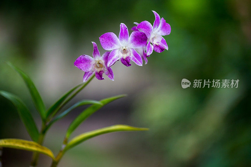 美丽的热带彩色兰花在自然界-原生态形象