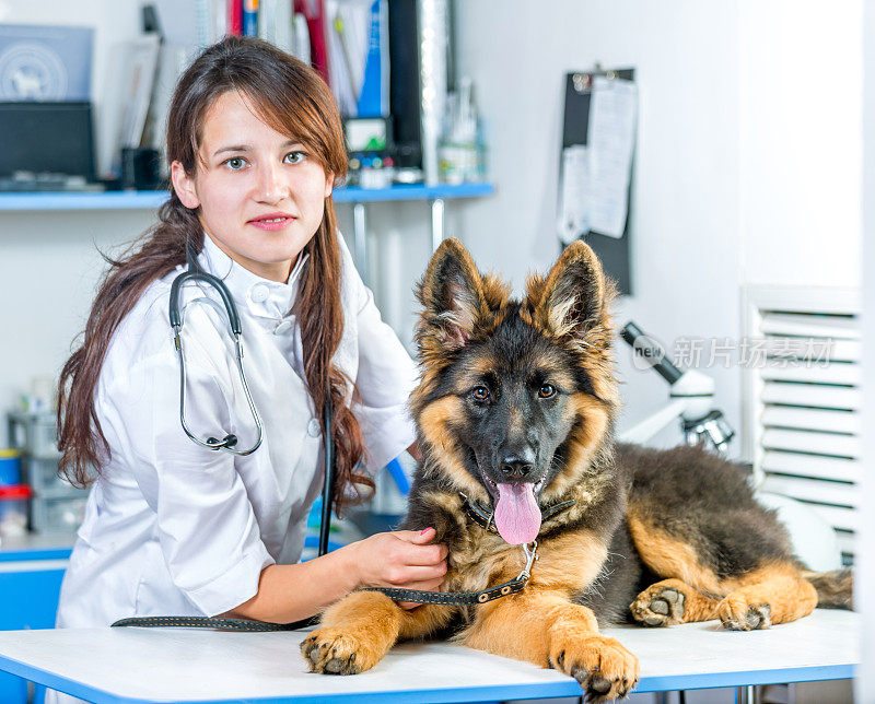 兽医与德国牧羊犬小狗