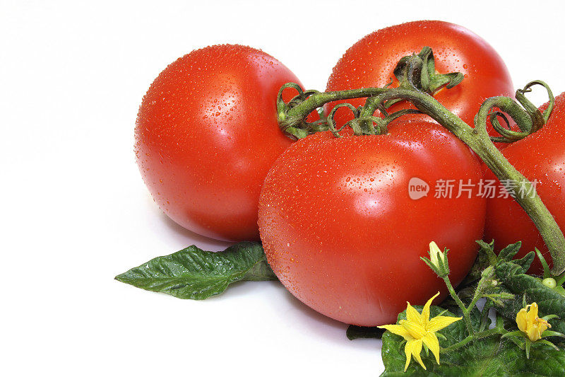 Tomatos新鲜