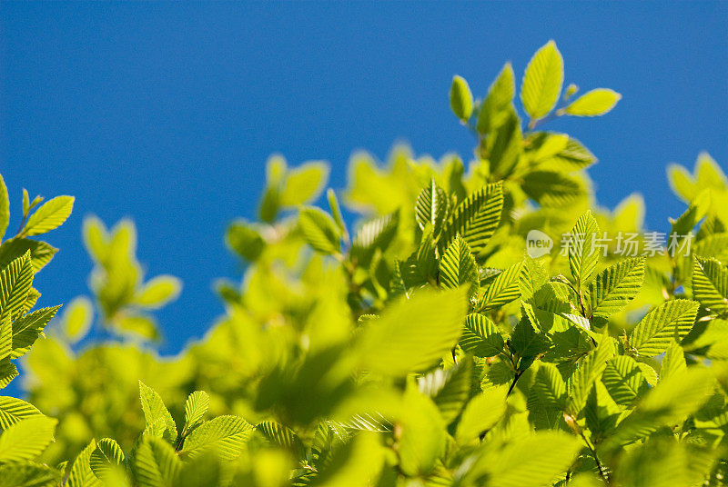 绿色的树叶伴着蔚蓝的天空