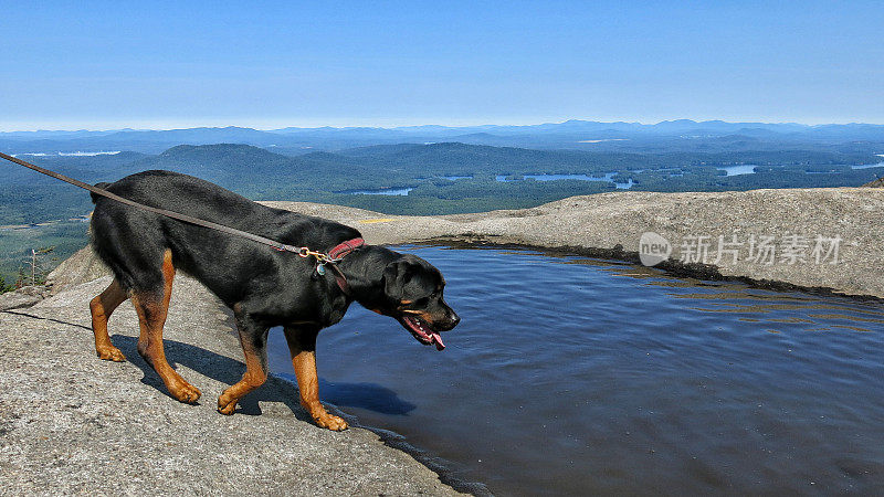 罗威纳犬在山顶水坑，阿迪朗达克山脉，纽约