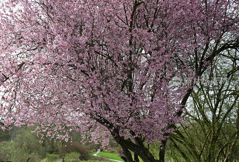 加拿大不列颠哥伦比亚省的粉红色樱桃树