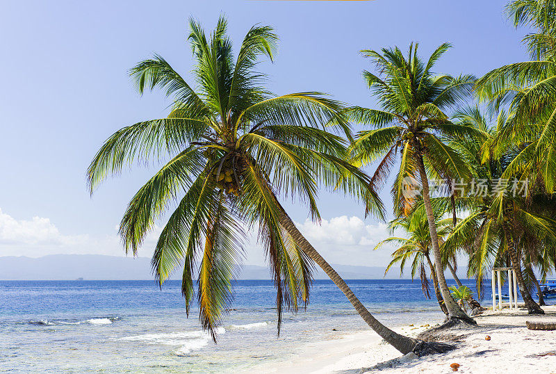 巴拿马加勒比海佩罗岛海滩上的一棵棕榈树