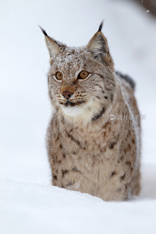 深雪中的欧亚猞猁