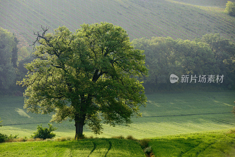 大橡树