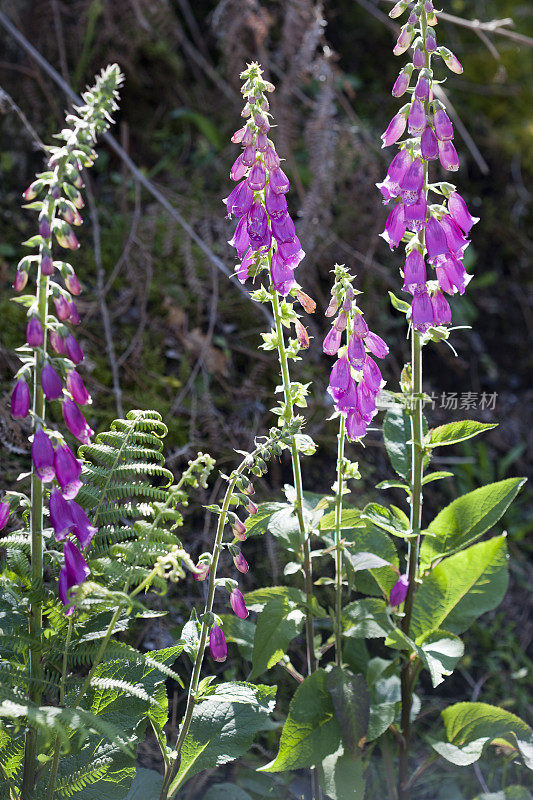 明亮的foxgloves,洋地黄