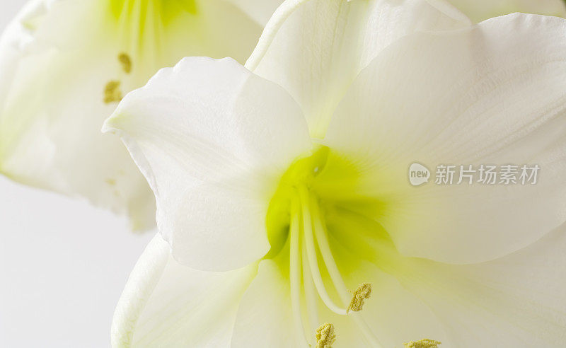 孤挺花(Hippeastrum)白色