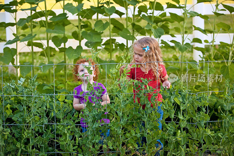 在花园里找豌豆的女孩们