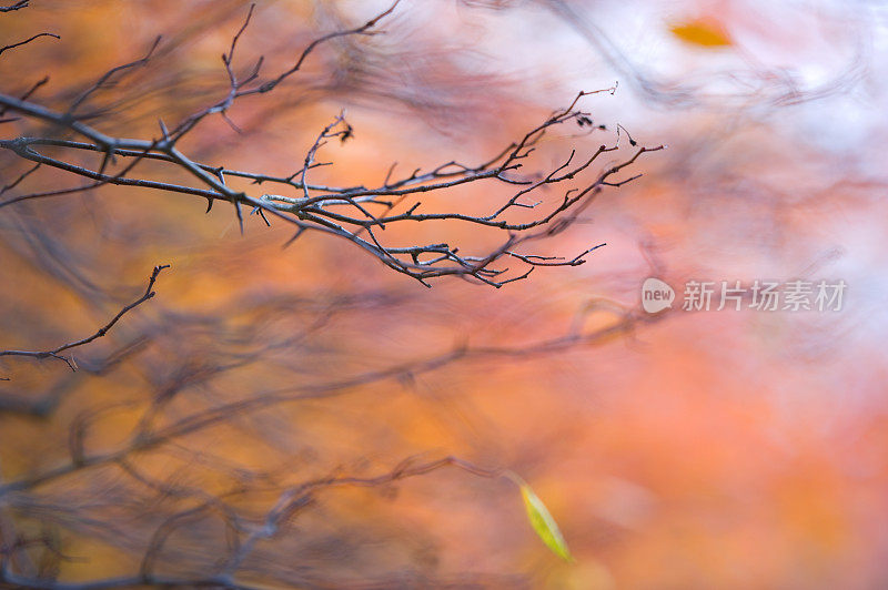 秋天树枝