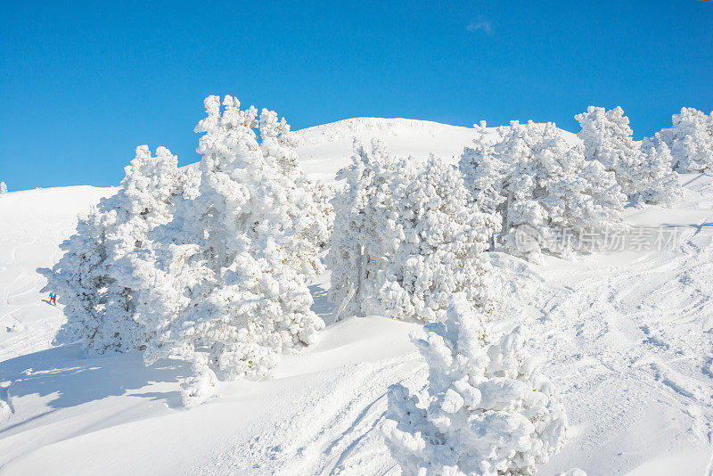 冬季景观与雪和树