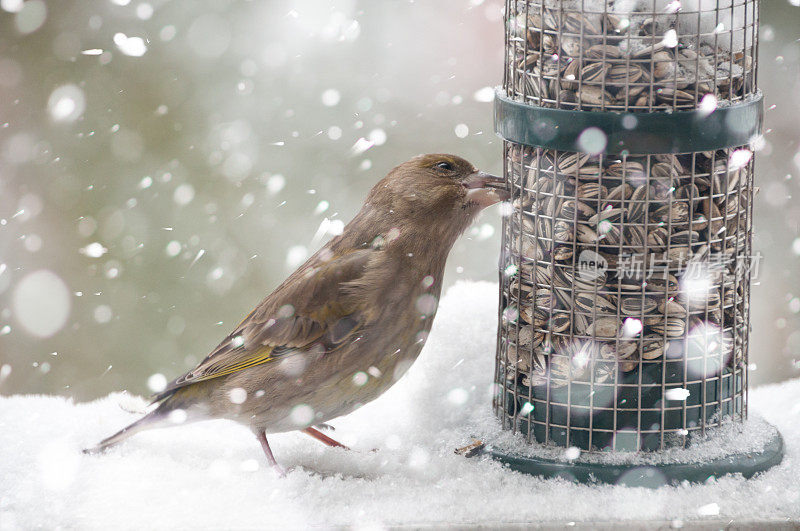 冬天的雀，带着种子在飘落的雪里的鸟